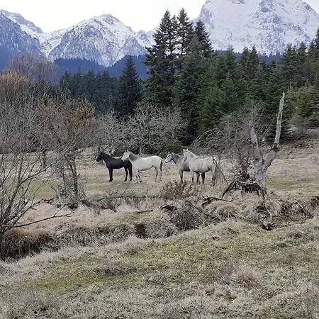 Dremissa Villa Pavliani